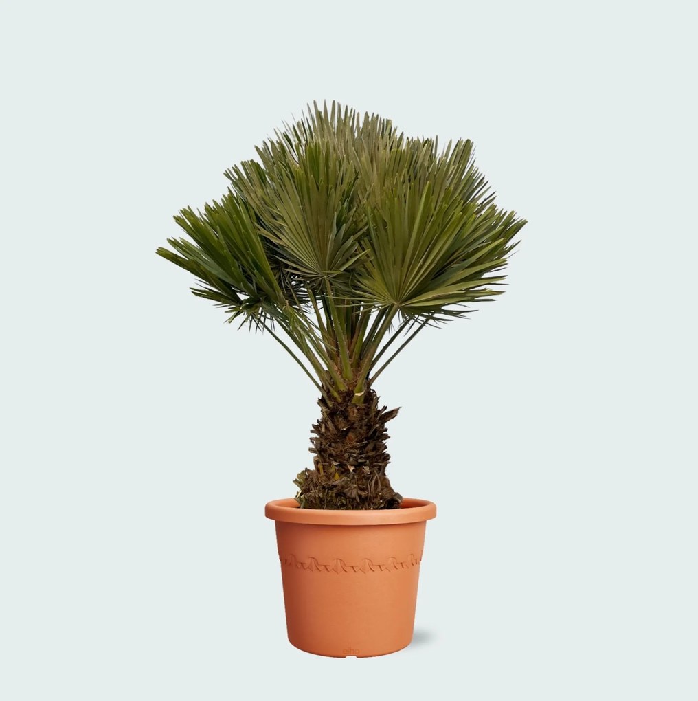 Chamaerops Humilis Vulcano compact - 140cm
