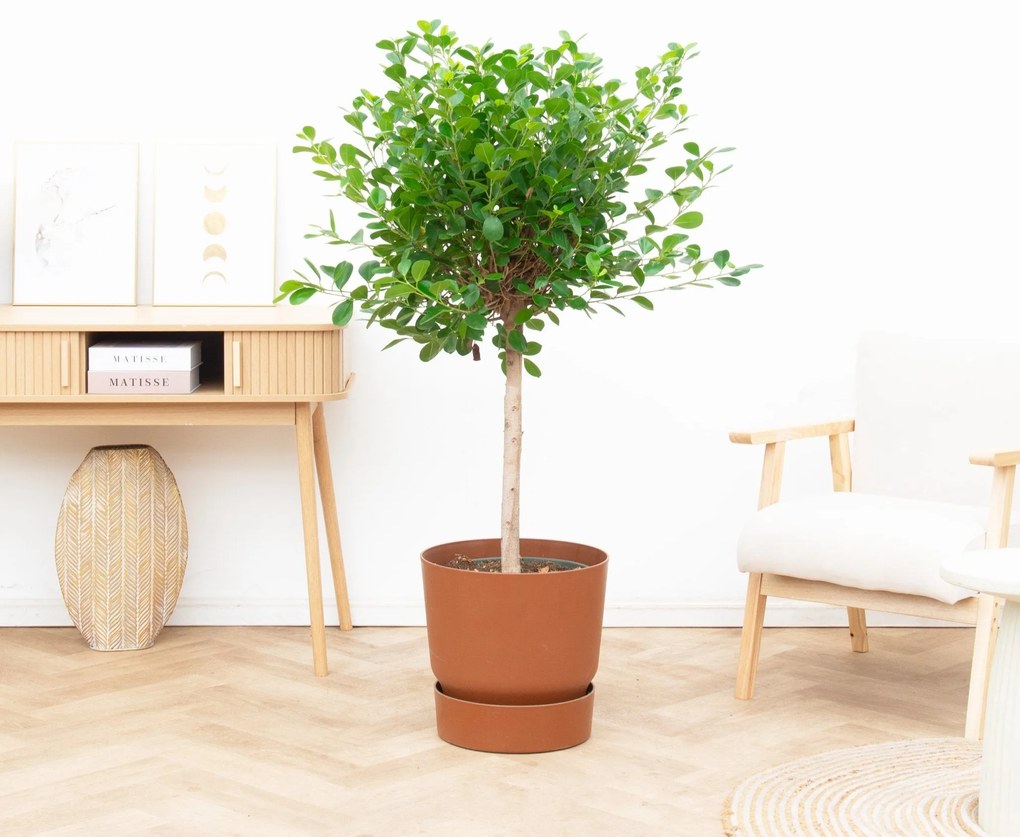 Ficus Microcarpa Moclame - 150cm