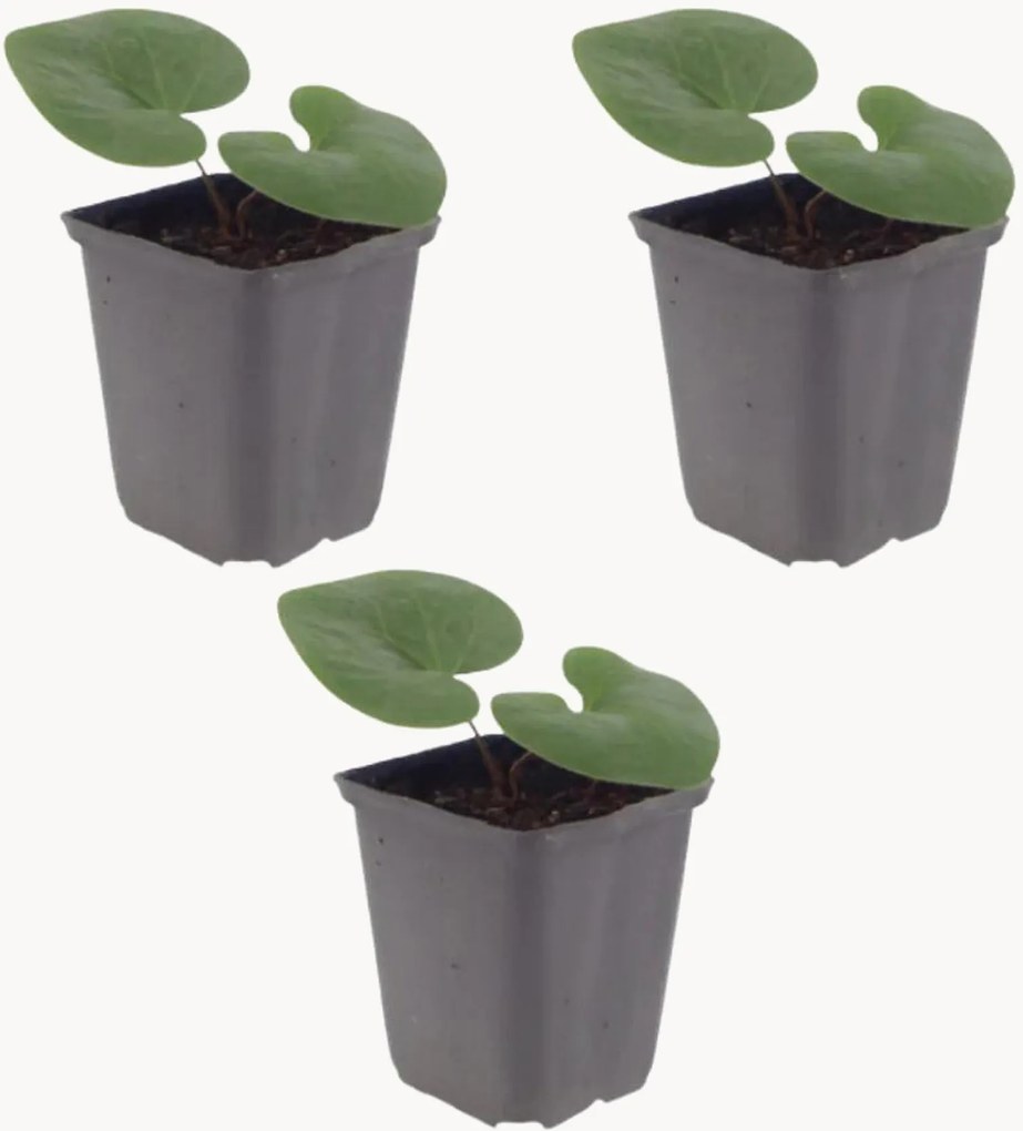 Planten Europese wilde gember Asarum europaeum, 3-delig
