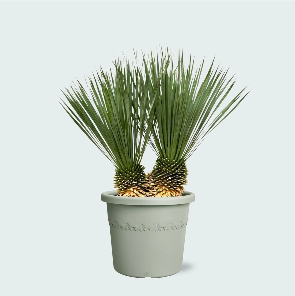 Yucca Rostrata dubbele stam - 120 cm