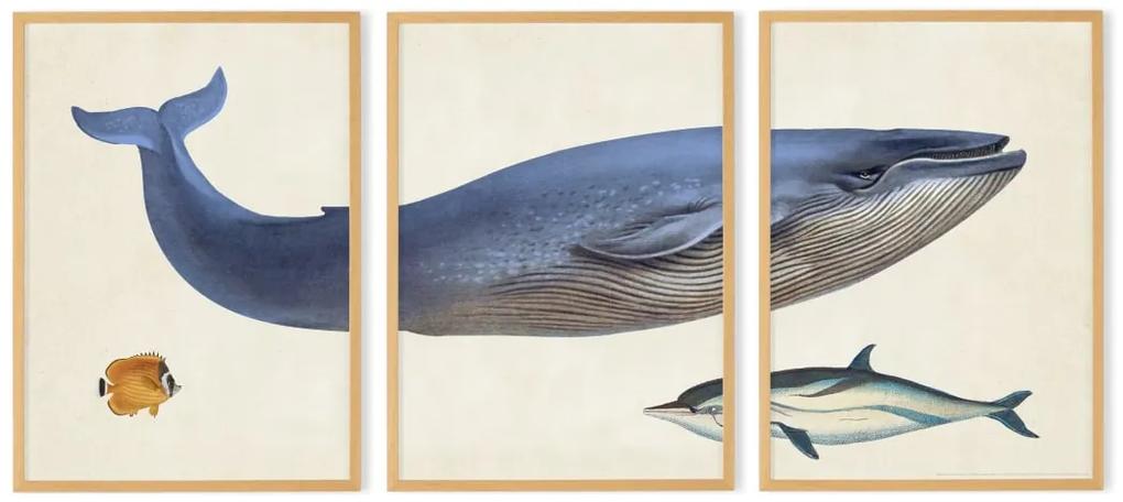Vintage Whale illustratie van het Natural History Museum set van 3 ingelijste prints A2, meerkleurig