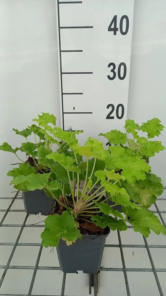 Heuchera 'Lime Rickey' - pot 9x9 cm -