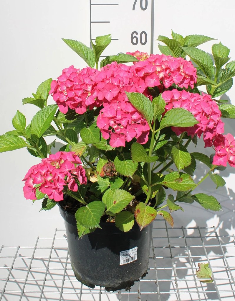 Hydrangea macrophylla - rood - pot 10L - 40-60 cm