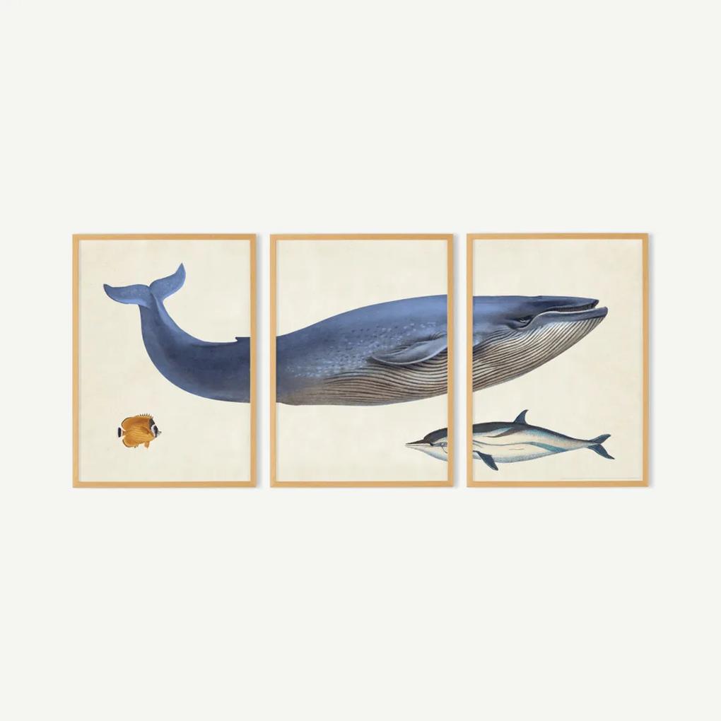 Natural History Museum, 'Vintage Whale, set van 3 ingelijste prints (meer formaten beschikbaar)