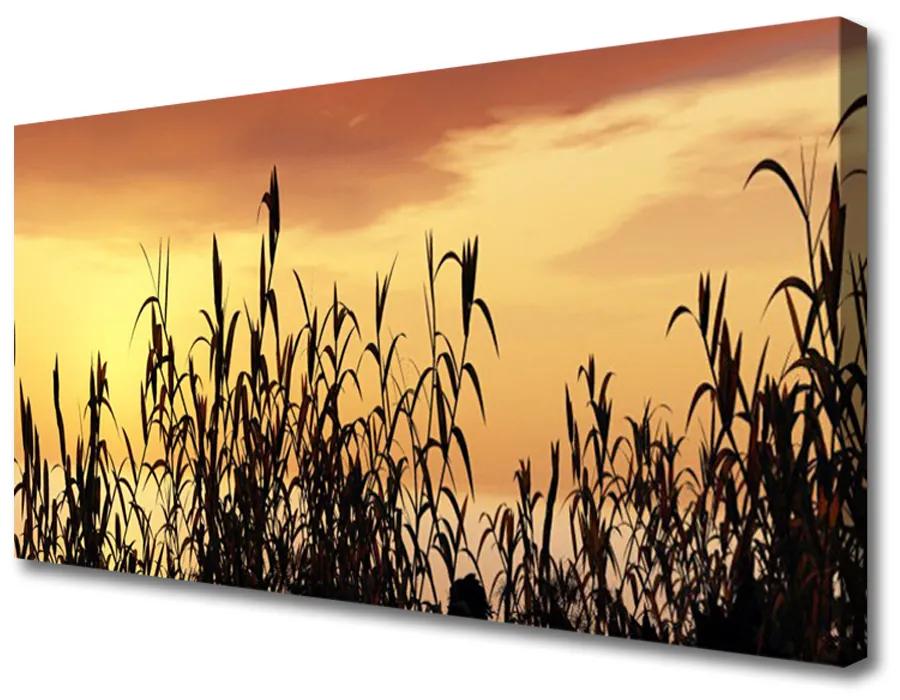 Foto op canvas Bladeren west meadow field 100x50 cm