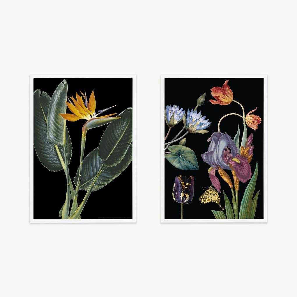 Vintage Dark Florals set van 2 illustraties, illustratie door het Natural History Museum, ingelijste print, A2, meerkleurig