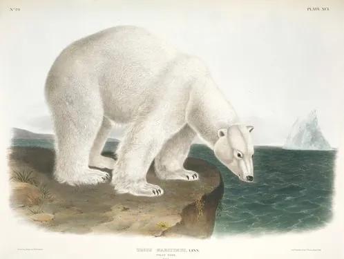 Ursus maritimus, polar bear