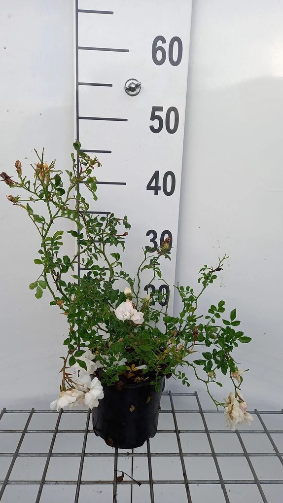 Rosa 'White Fairy' - pot 1,3L -