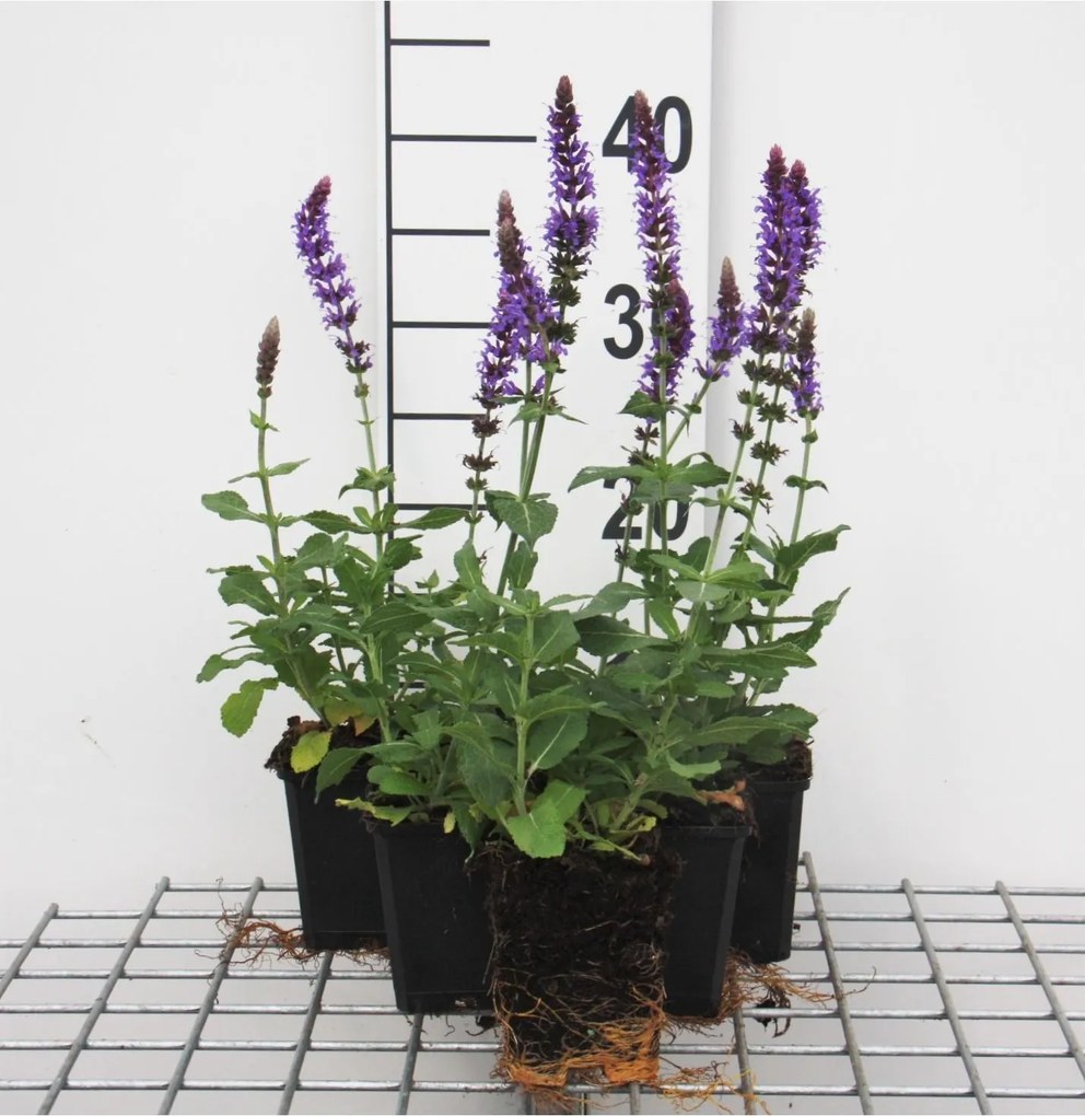 Salvia nemorosa 'Ostfriesland' - pot 9x9 cm -