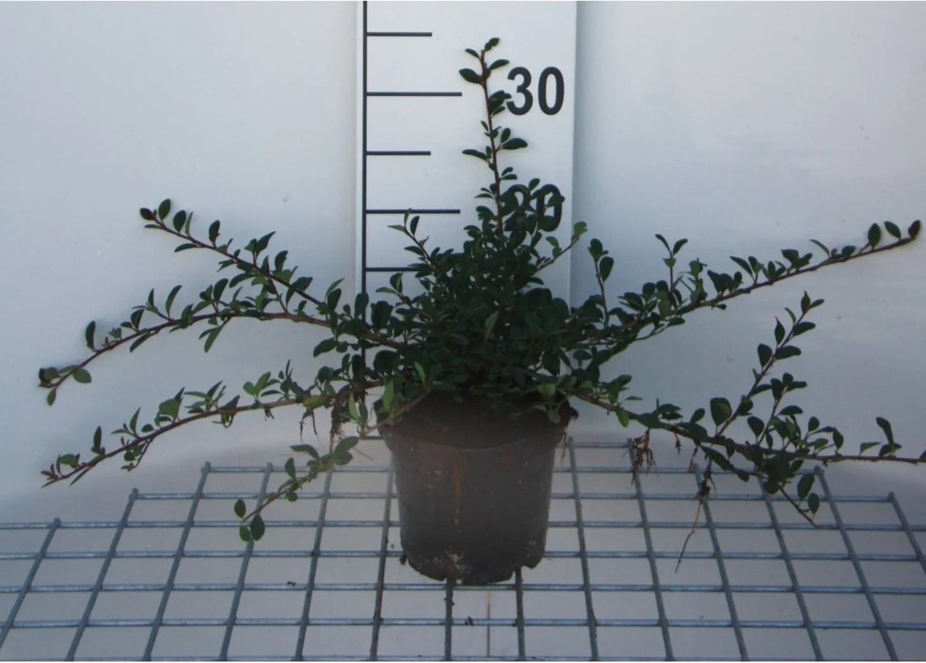 Cotoneaster radicans 'Eichholz' - pot 1,3L - 20-30 cm