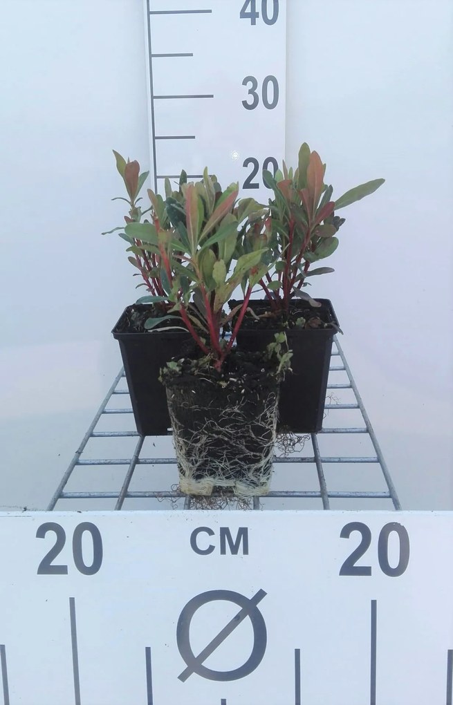 Euphorbia amygdaloides 'Purpurea' - pot 9x9 cm