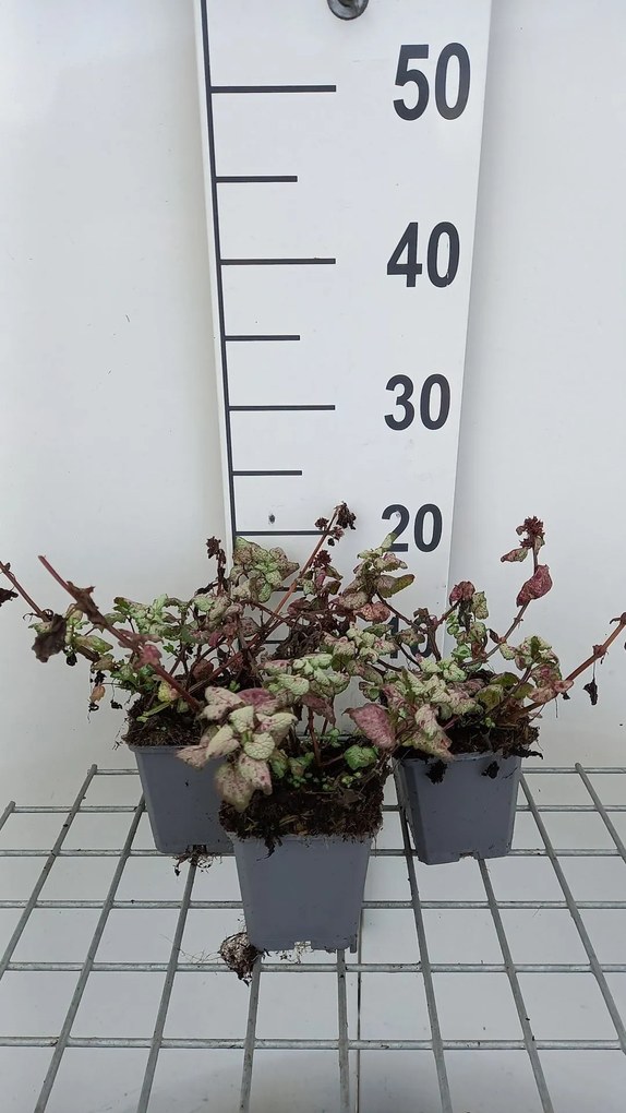 Lamium maculatum 'Red Nancy' - pot 9x9 cm -