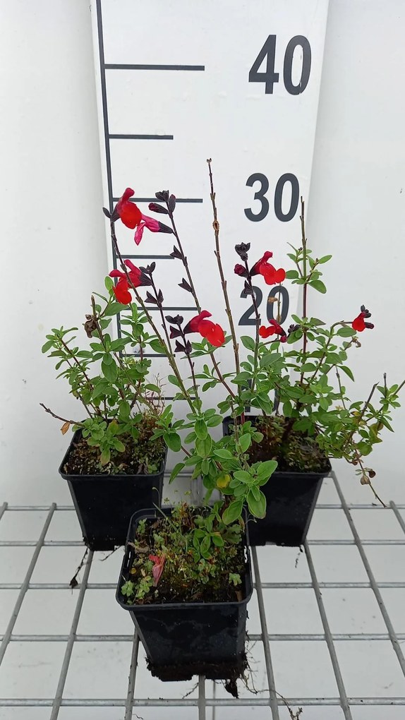 Salvia 'Royal Bumble' - pot 9x9 cm -