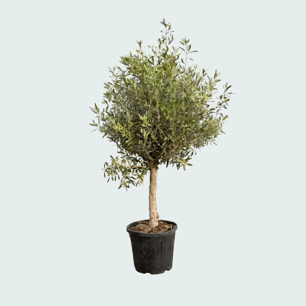Olijfboom Olea Europaea Lorc - 200cm / stamomtrek 15-25cm