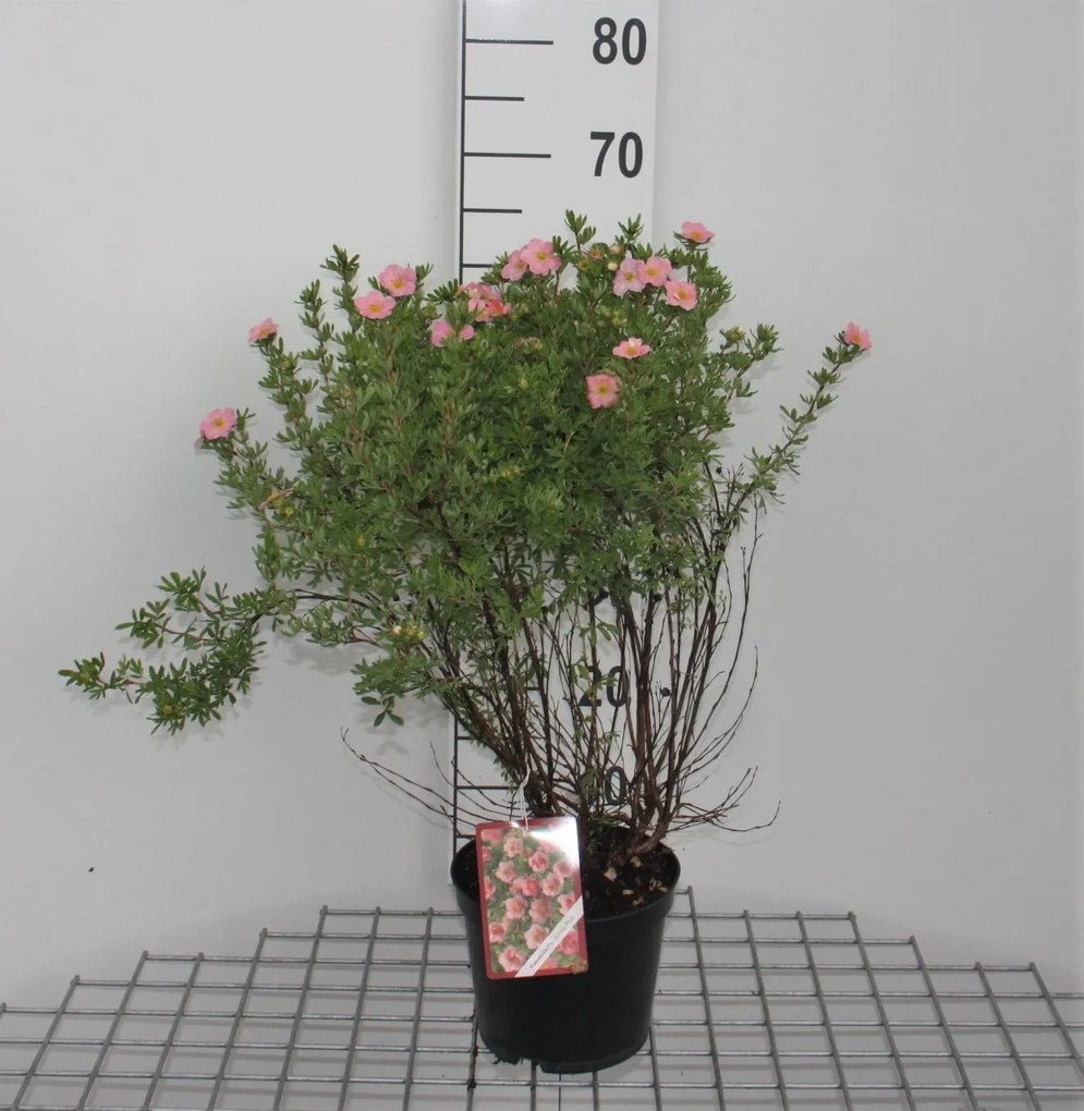 Potentilla fruticosa 'Pink Beauty' (Lovely Pink) - pot 3L - 25-30 cm