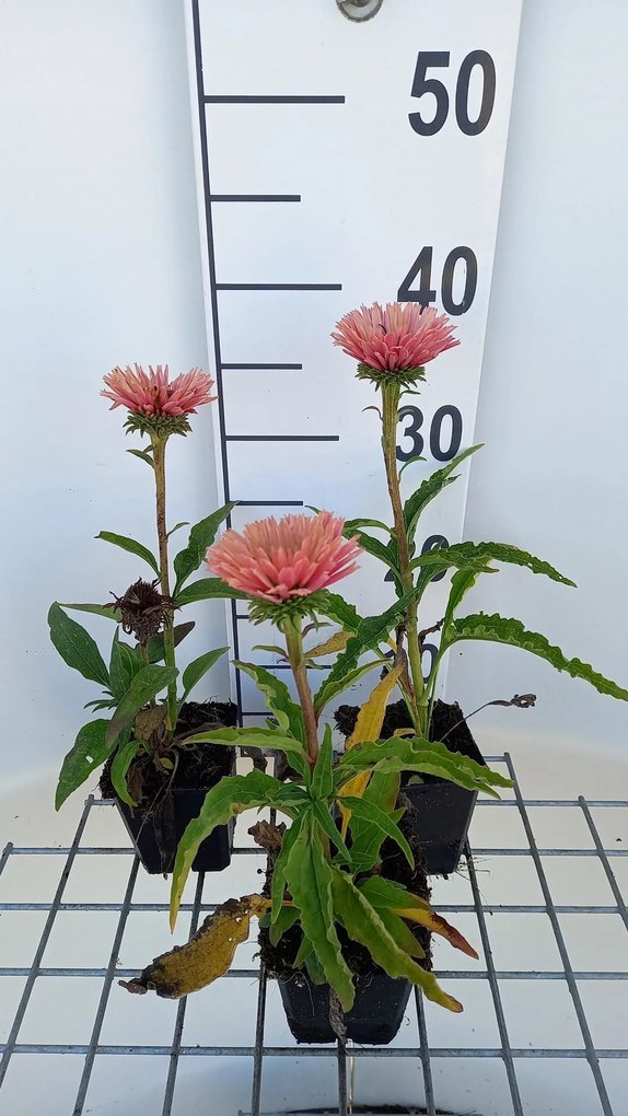 Echinacea 'IFECSSSAL' (SunsSeekers Salmon) - pot 9x9 cm