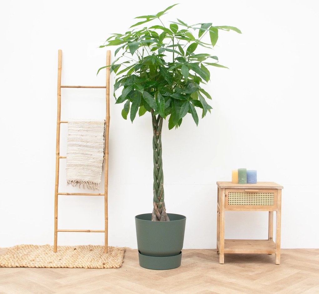 Pachira aquatica - 170cm