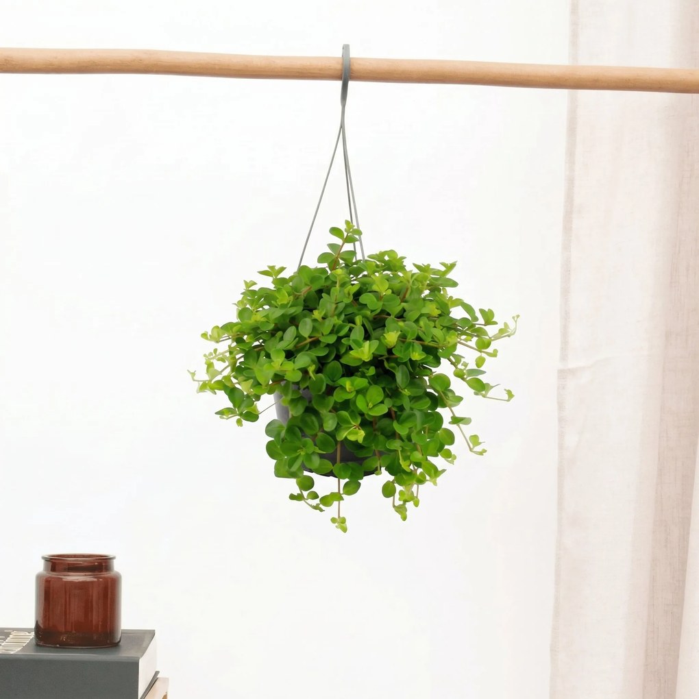 Hangplant Peperomia Rotundifolia - 30cm