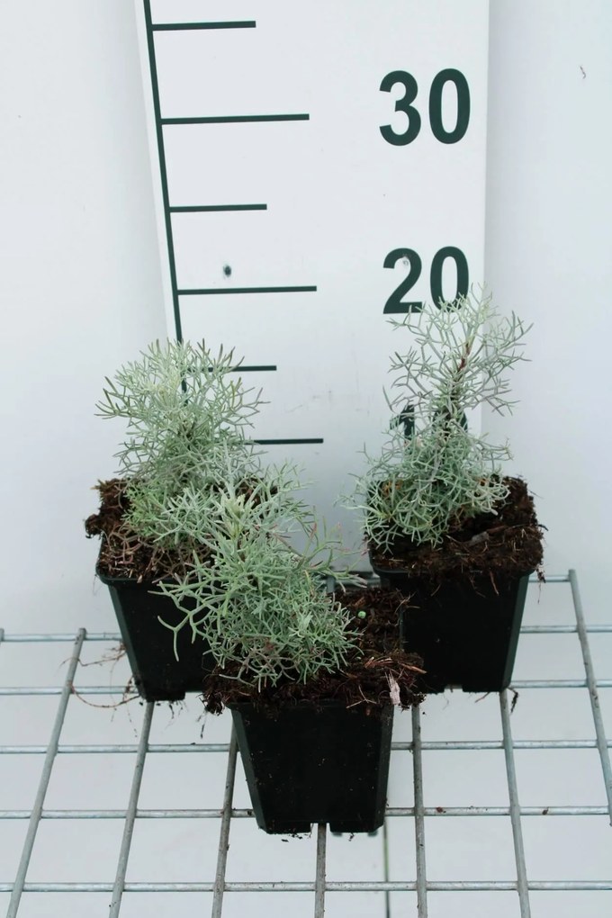 Artemisia 'Canescens' - pot 9x9 cm -
