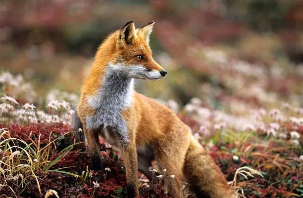 Foto Fox in a autumn mountain, keiichihiki, (40 x 26.7 cm)