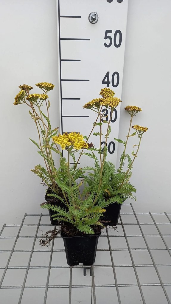 Achillea 'ACBZ0002' (Little Moonshine) - pot 9x9 cm -