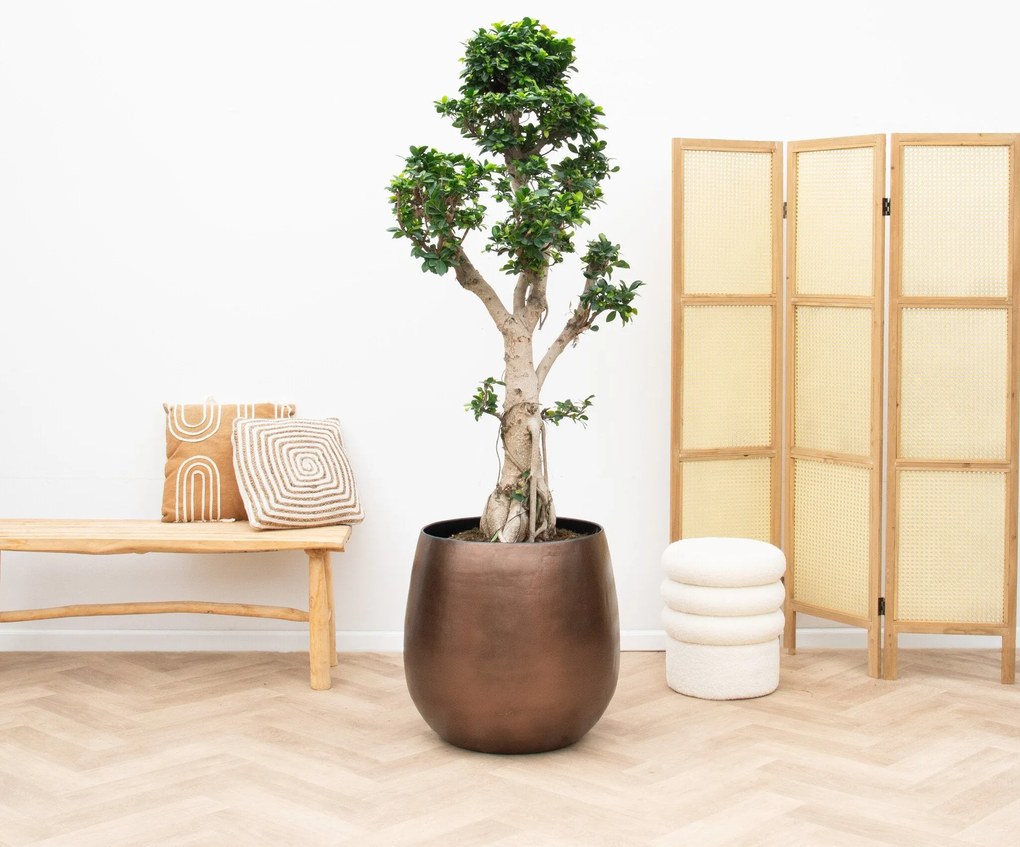 Ficus Microcarpa Ginseng - 180cm