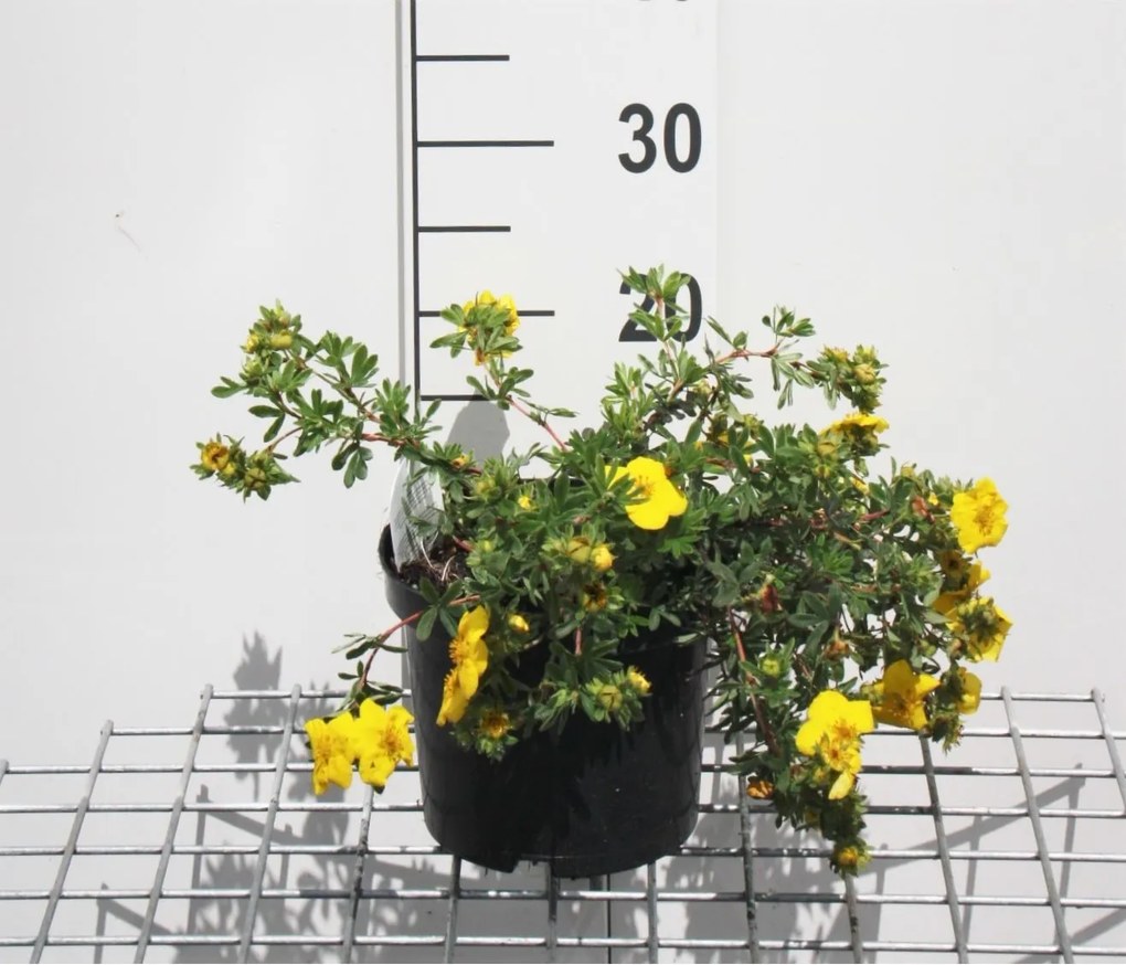Potentilla fruticosa 'Goldteppich' - pot 3L - 25-30 cm