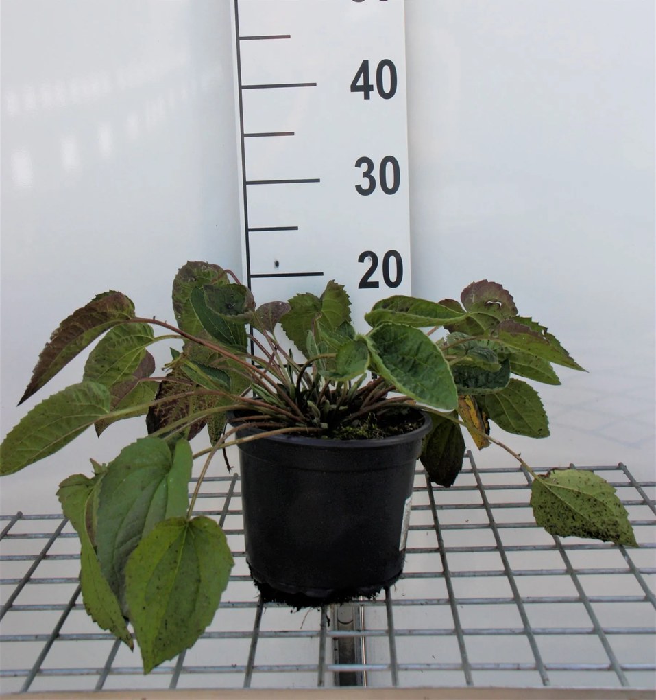 Rudbeckia fulgida 'Goldsturm' - pot 2L