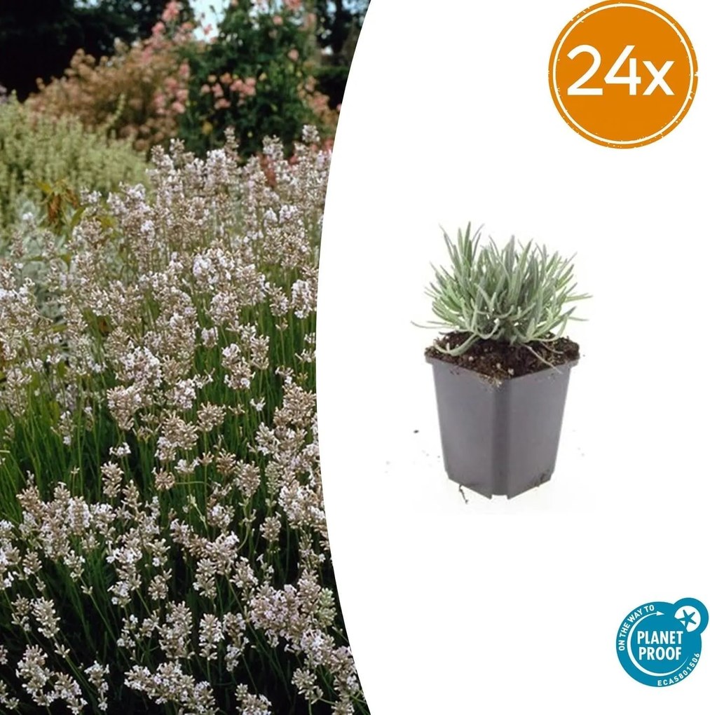 Lavandula Intermedia 'Edelweiss' - 20cm