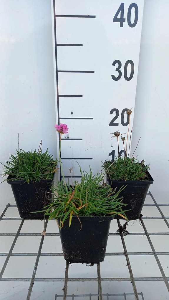 Armeria maritima 'Splendens' - pot 9x9 cm