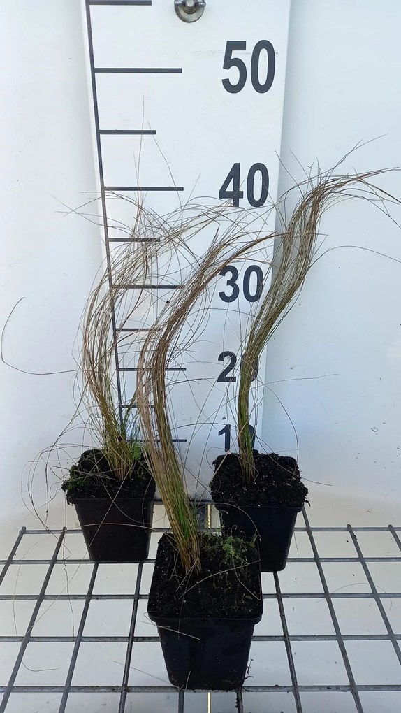 Stipa pennata - pot 9x9 cm