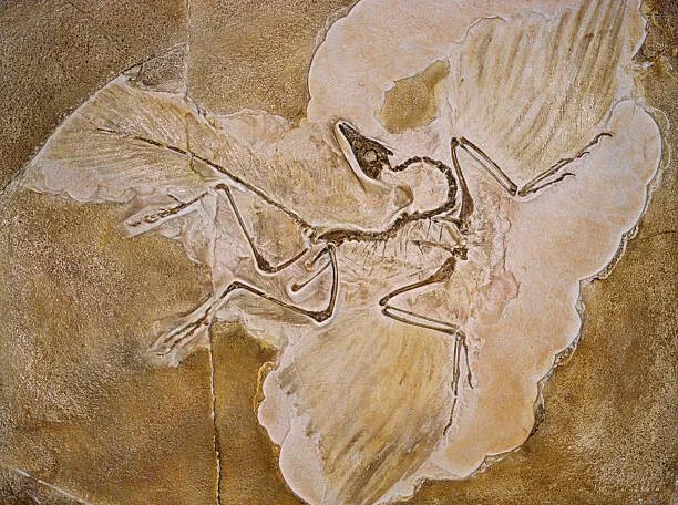 Ilustratie Archaeopteryx Lithographica Fossil, Naturfoto Honal