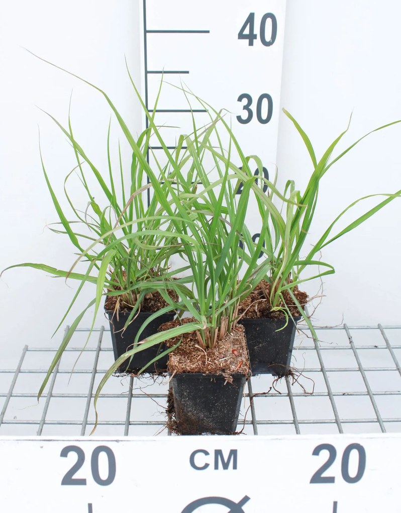 Pennisetum alopecuroides 'Moudry' - pot 9x9 cm