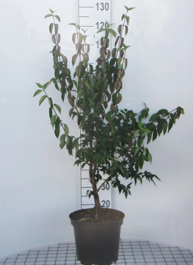 Cornus mas - pot 10L - 60-80 cm