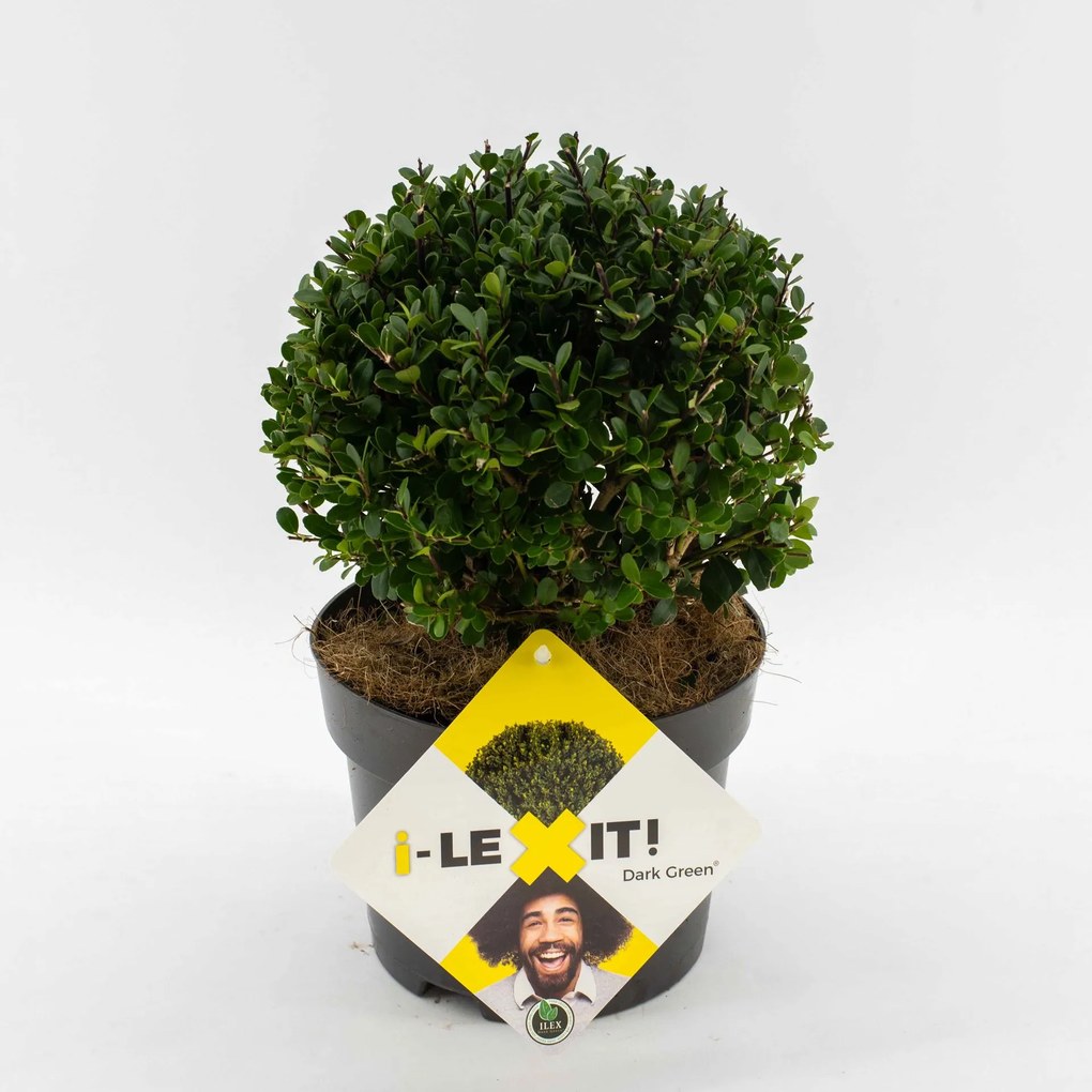 Ilex crenata 'Icoprins11' (Dark Green) - pot - bolvorm diameter 15-20 cm