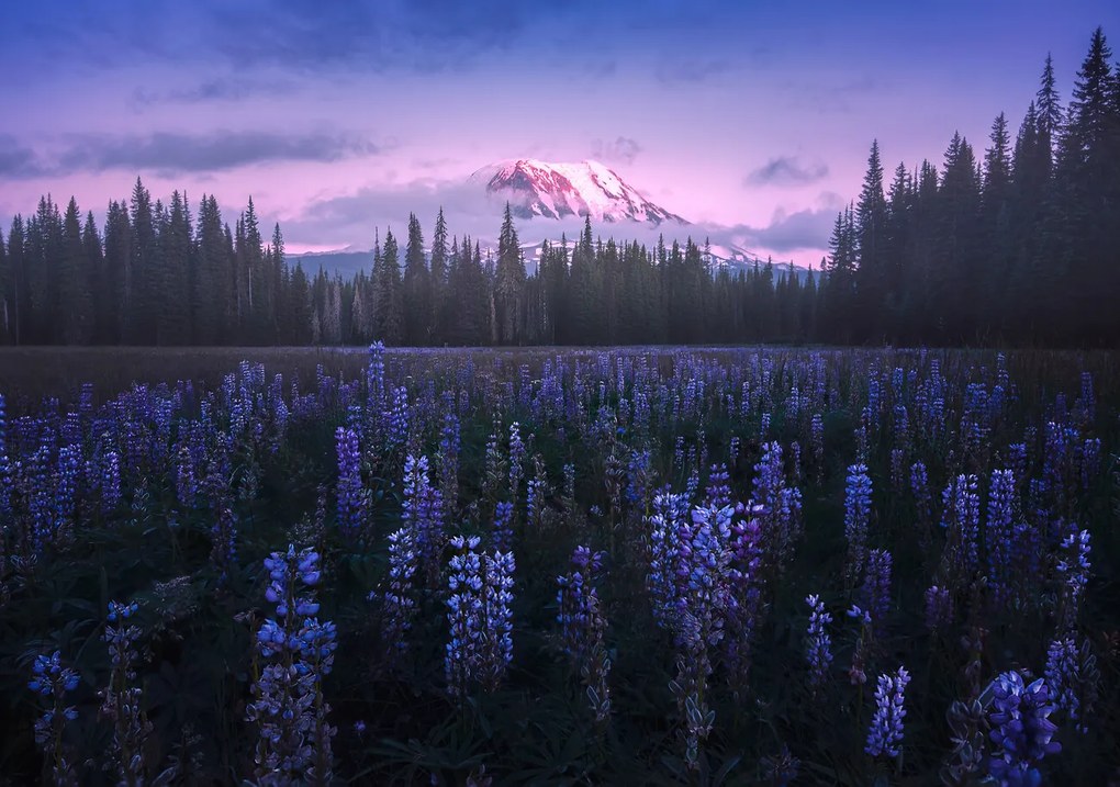 Foto Adam's Lupine, Atanu Bandyopadhyay