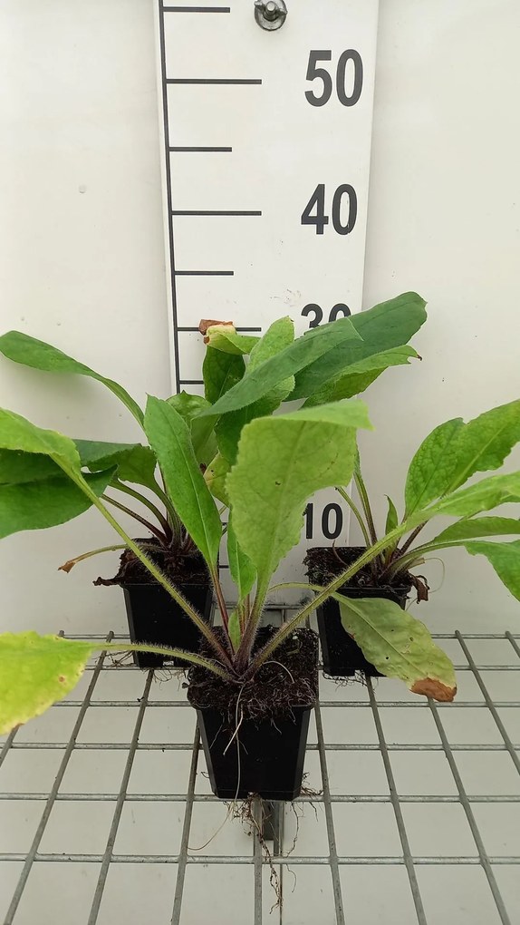 Pulmonaria rubra - pot 9x9 cm