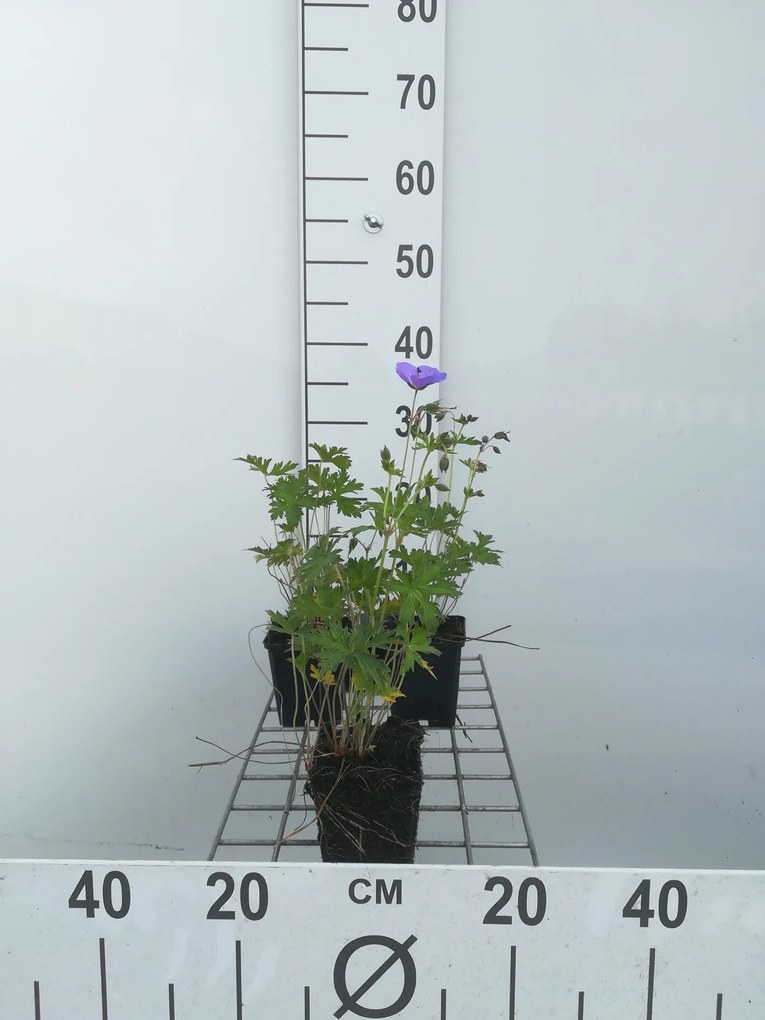 Geranium 'Johnson's Blue' - pot 9x9 cm -
