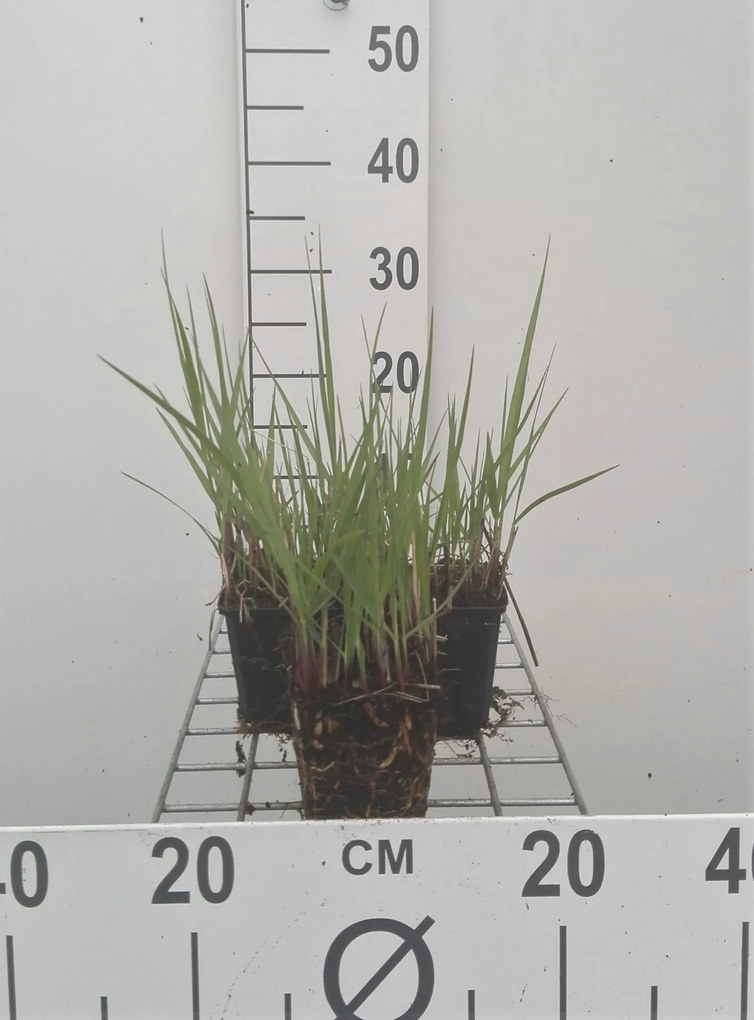 Panicum virgatum 'Prairie Sky' - pot 9x9 cm