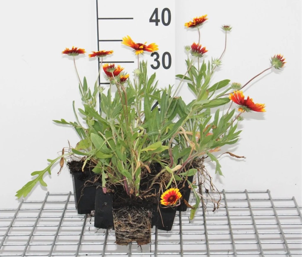 Gaillardia 'Kobold' - pot 9x9 cm -