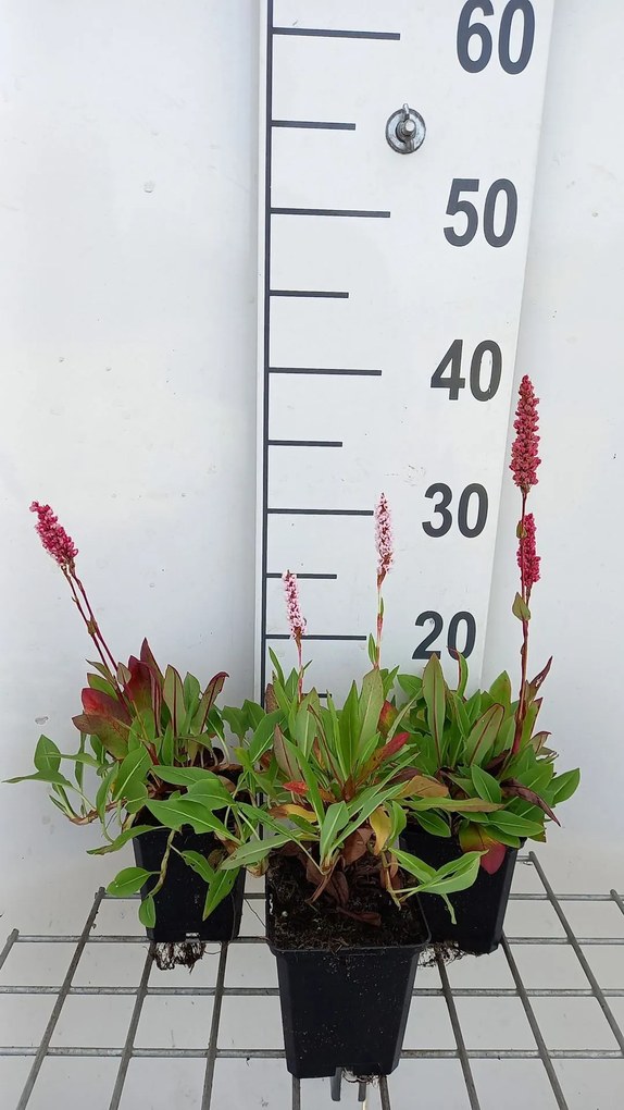 Persicaria aff. 'Dimity' - pot 9x9 cm
