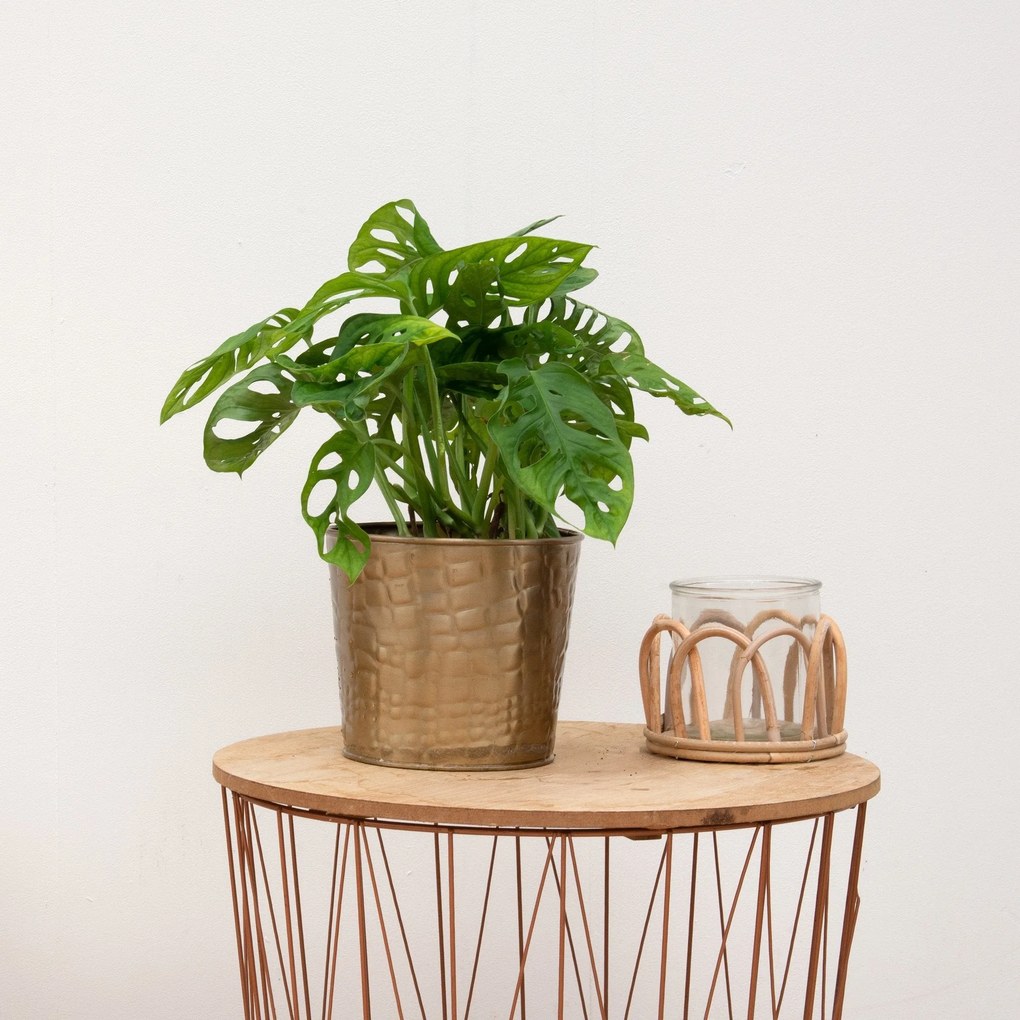 Combi deal - Monstera Monkey Leaf inclusief pot Dustin Gold - 25cm