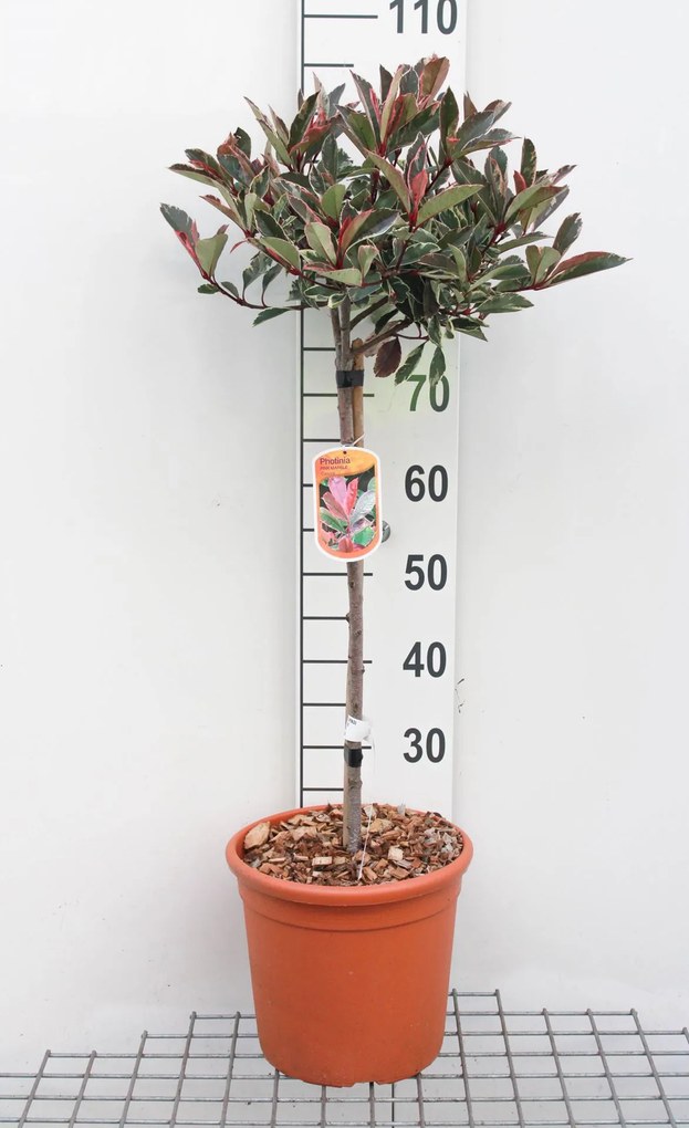 Photinia x fraseri 'Cassini' (Pink Marble) - pot 9L - geënt op stam -