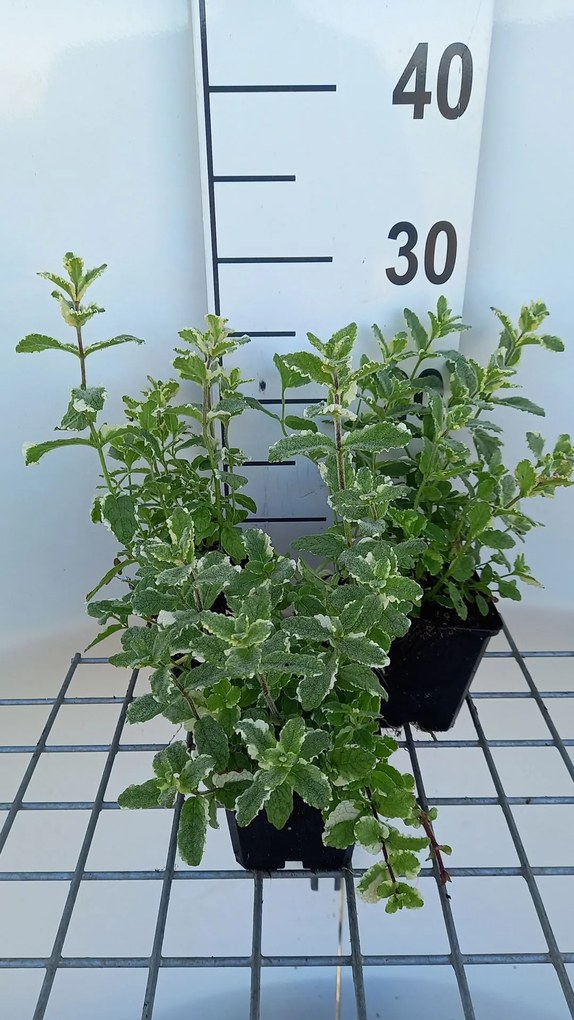 Mentha x rotundifolia 'Variegata' - pot 9x9 cm