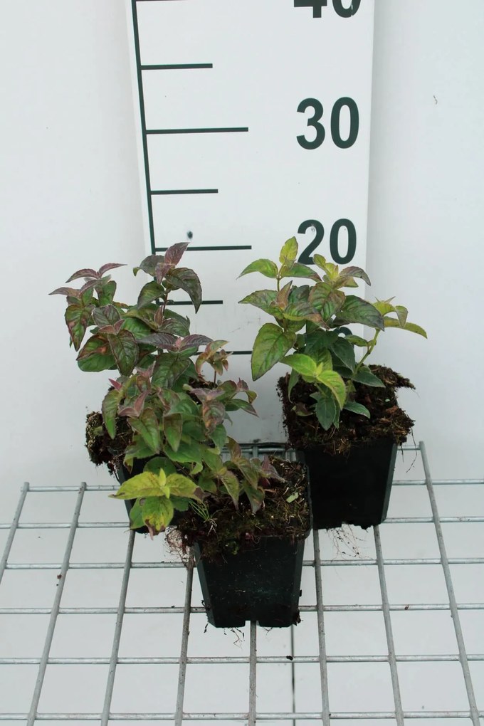 Monarda bradburiana - pot 9x9 cm -