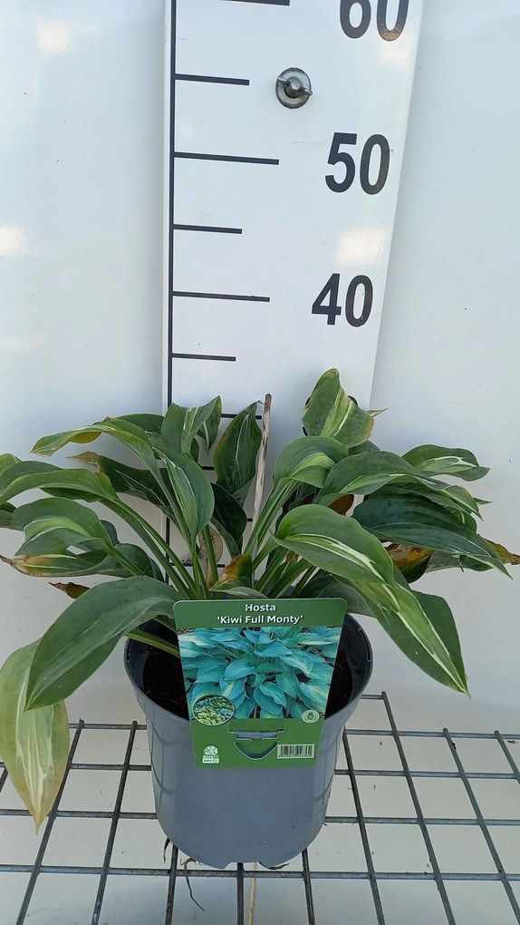 Hosta 'Kiwi Full Monty' - pot 3L