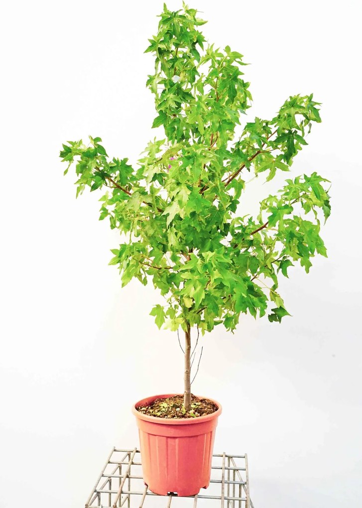 Liquidambar styraciflua - pot 10L - 100-125 cm