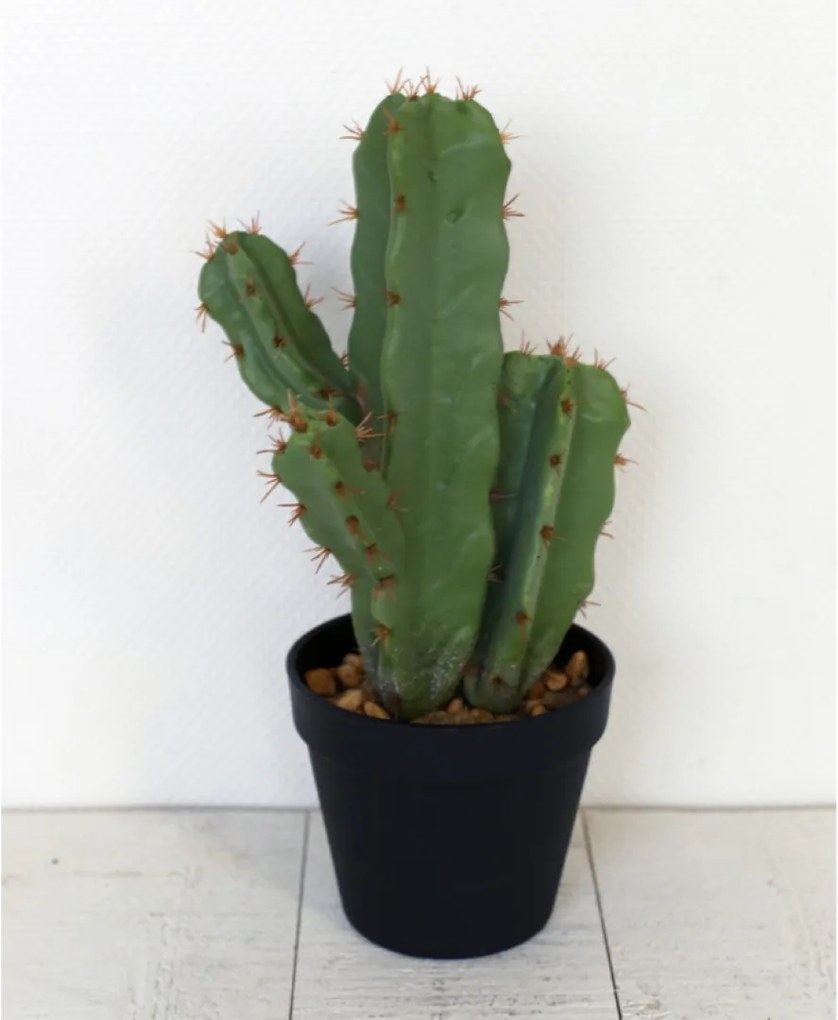 Cactus Tchaikovsky met pot