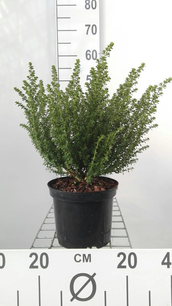 Prostanthera cuneata - pot - 20-25 cm