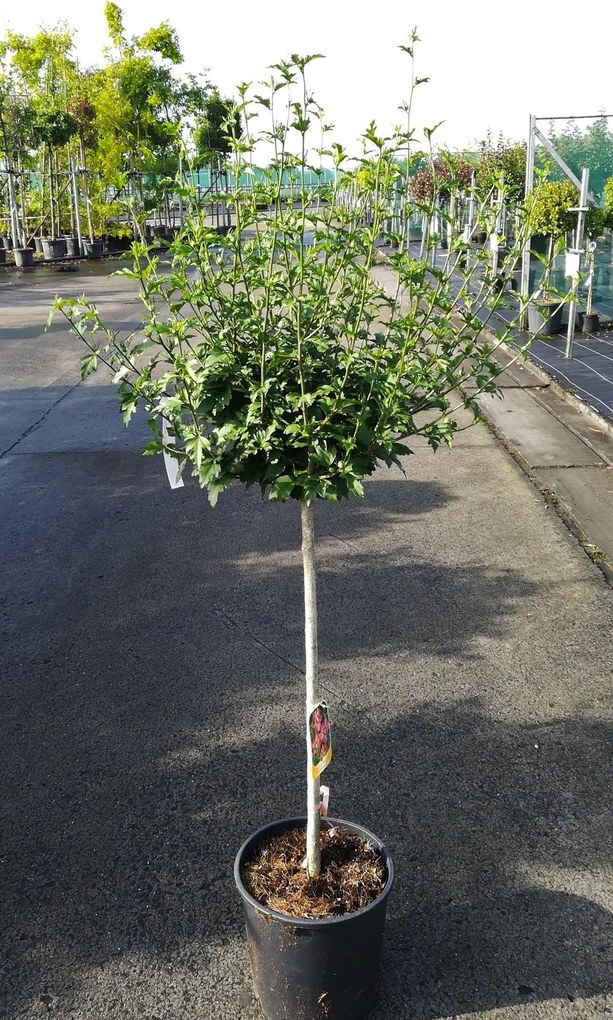 Hibiscus syriacus 'Woodbridge' - pot 15L - halfstam boom